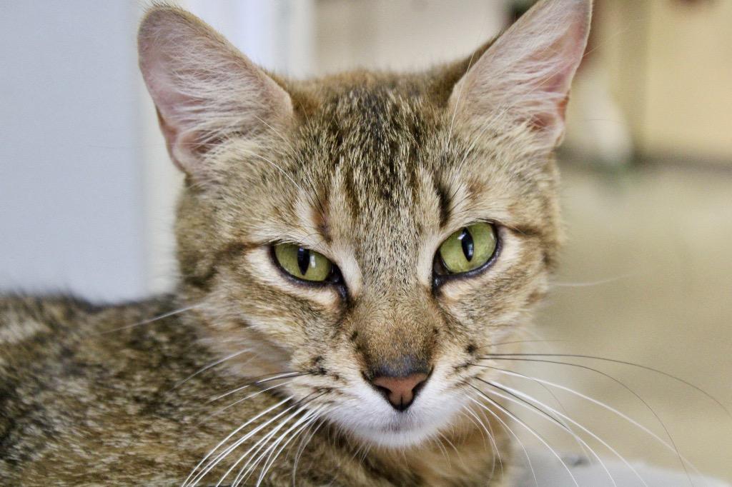 Mila, Adoptable, Young Female Domestic Short Hair.