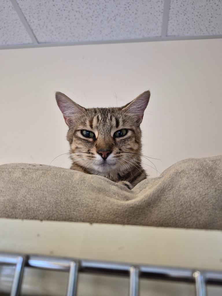 Mila, a Adoptable mixed breed in Clinton, SC image 2/6