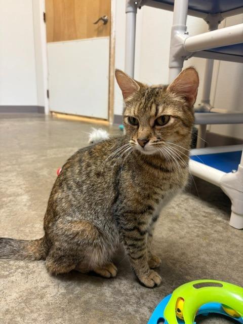 Mila, a Adoptable mixed breed in Clinton, SC image 5/6