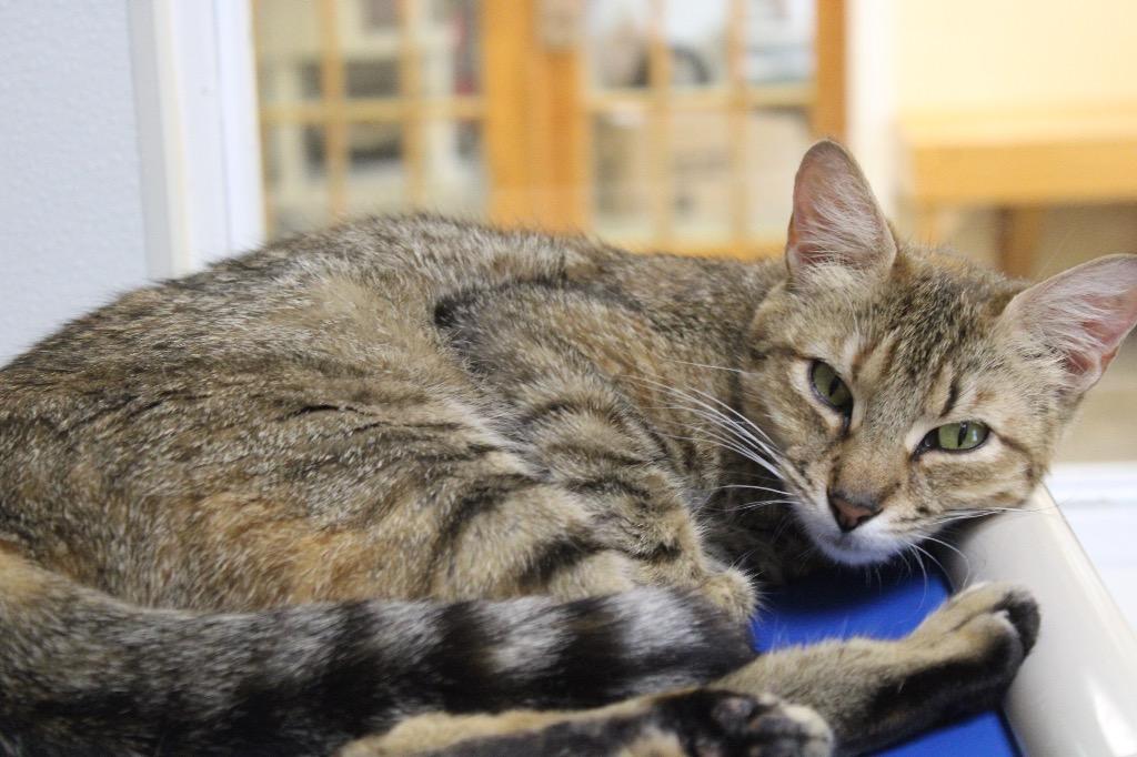 Mila, a Adoptable mixed breed in Clinton, SC image 6/6