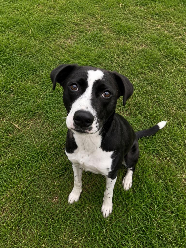 Enlarge Bronx, a Adoptable mixed breed in Wabash, IN image 1/1