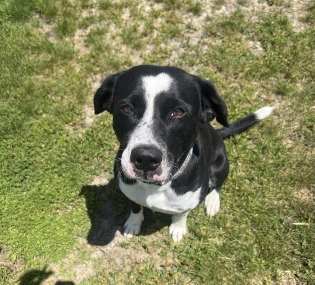Bronx, Adoptable, Adult Male Australian Shepherd & Pit Bull Terrier.