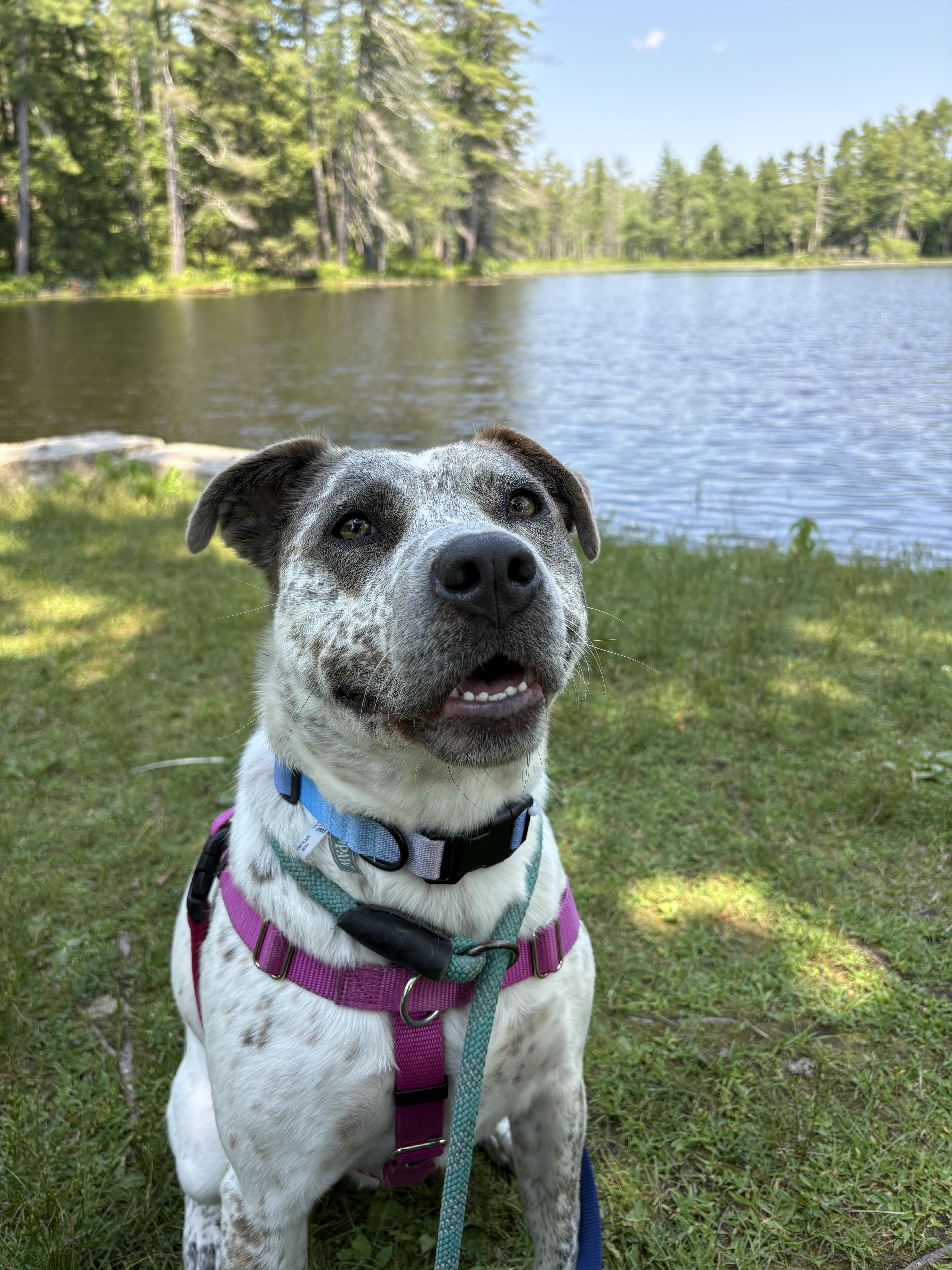 Enlarge Robyn, a ADOPTABLE mixed breed in New Boston, NH image 2/5