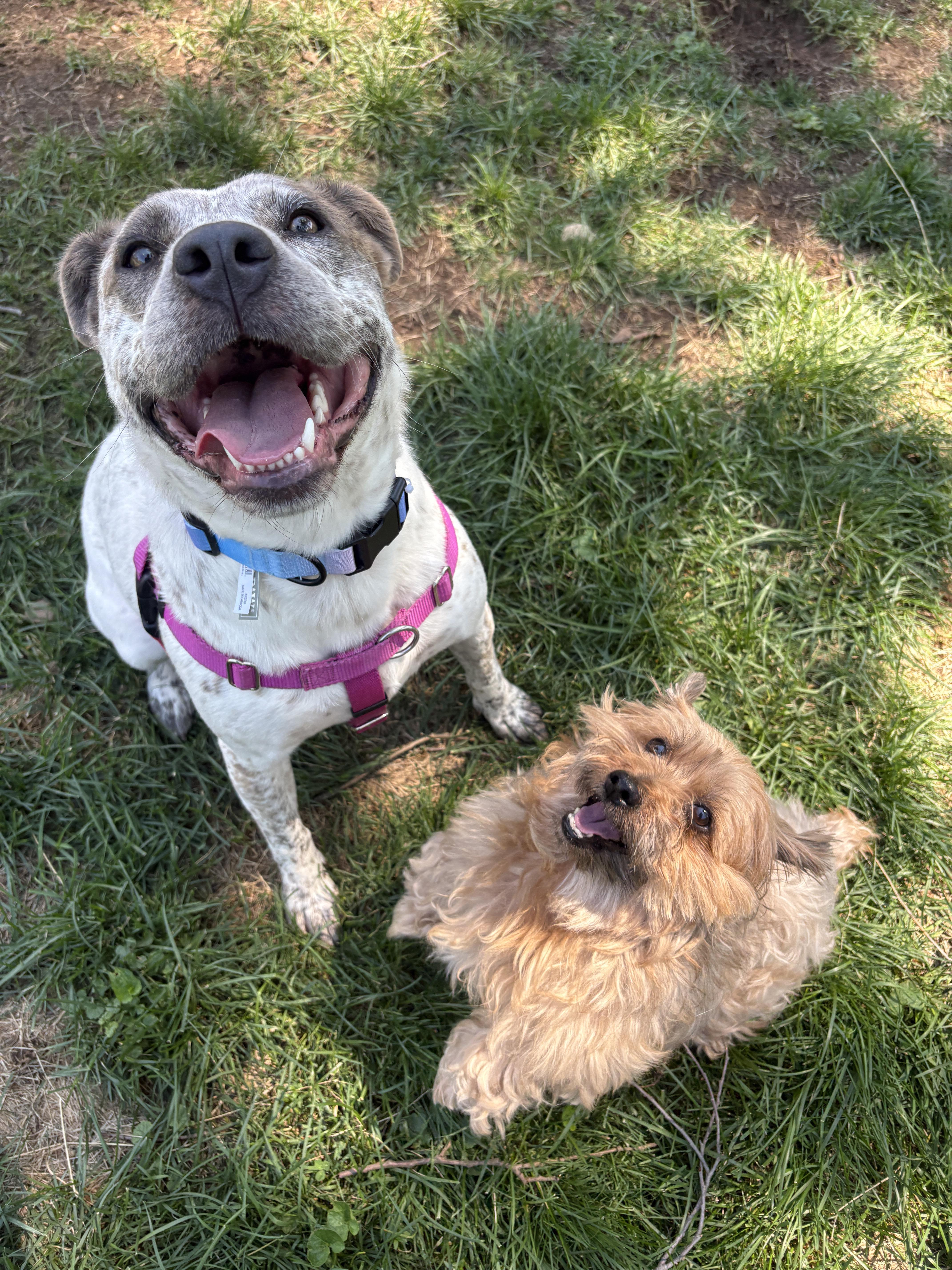Robyn, ADOPTABLE, Young Female Cattle Dog & Pit Bull Terrier.