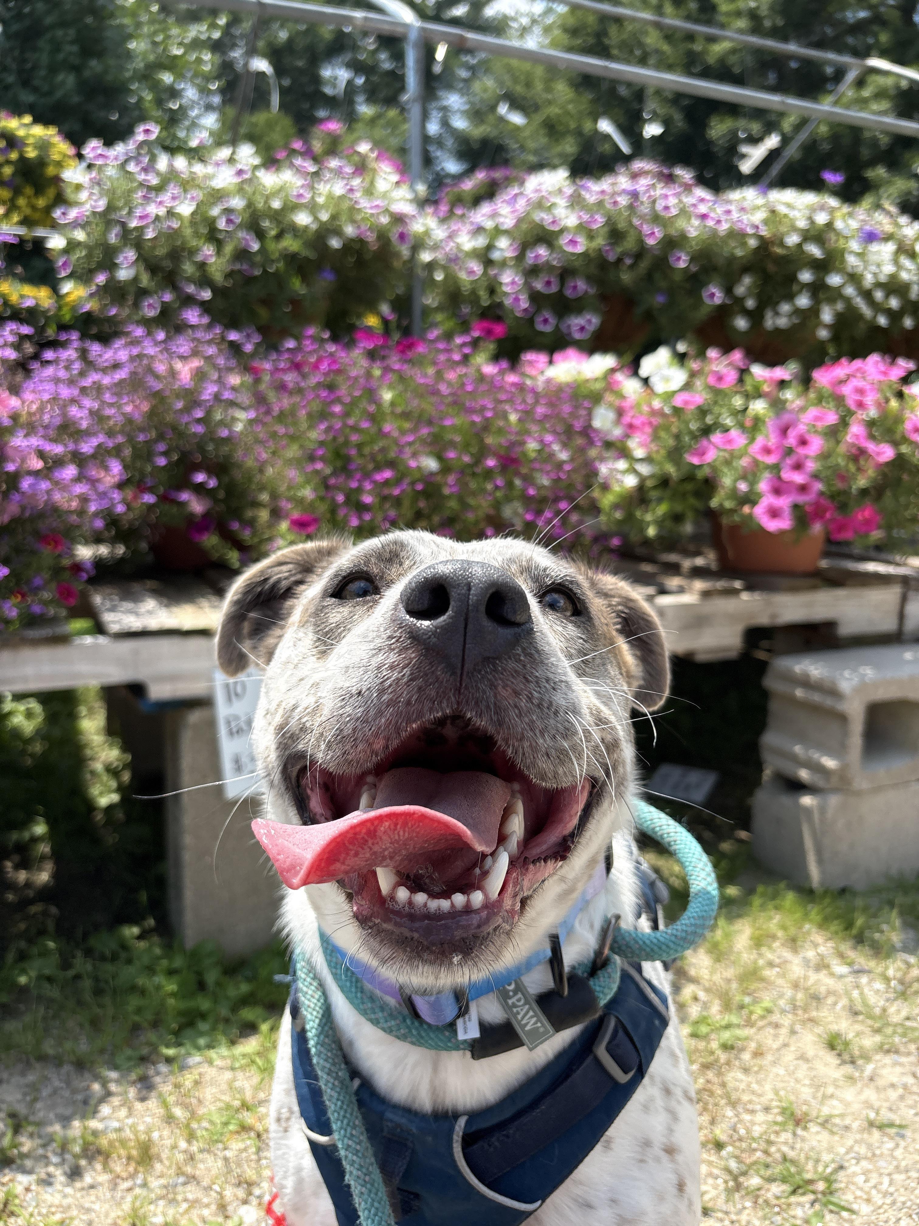 Enlarge Robyn, a ADOPTABLE mixed breed in New Boston, NH image 4/5