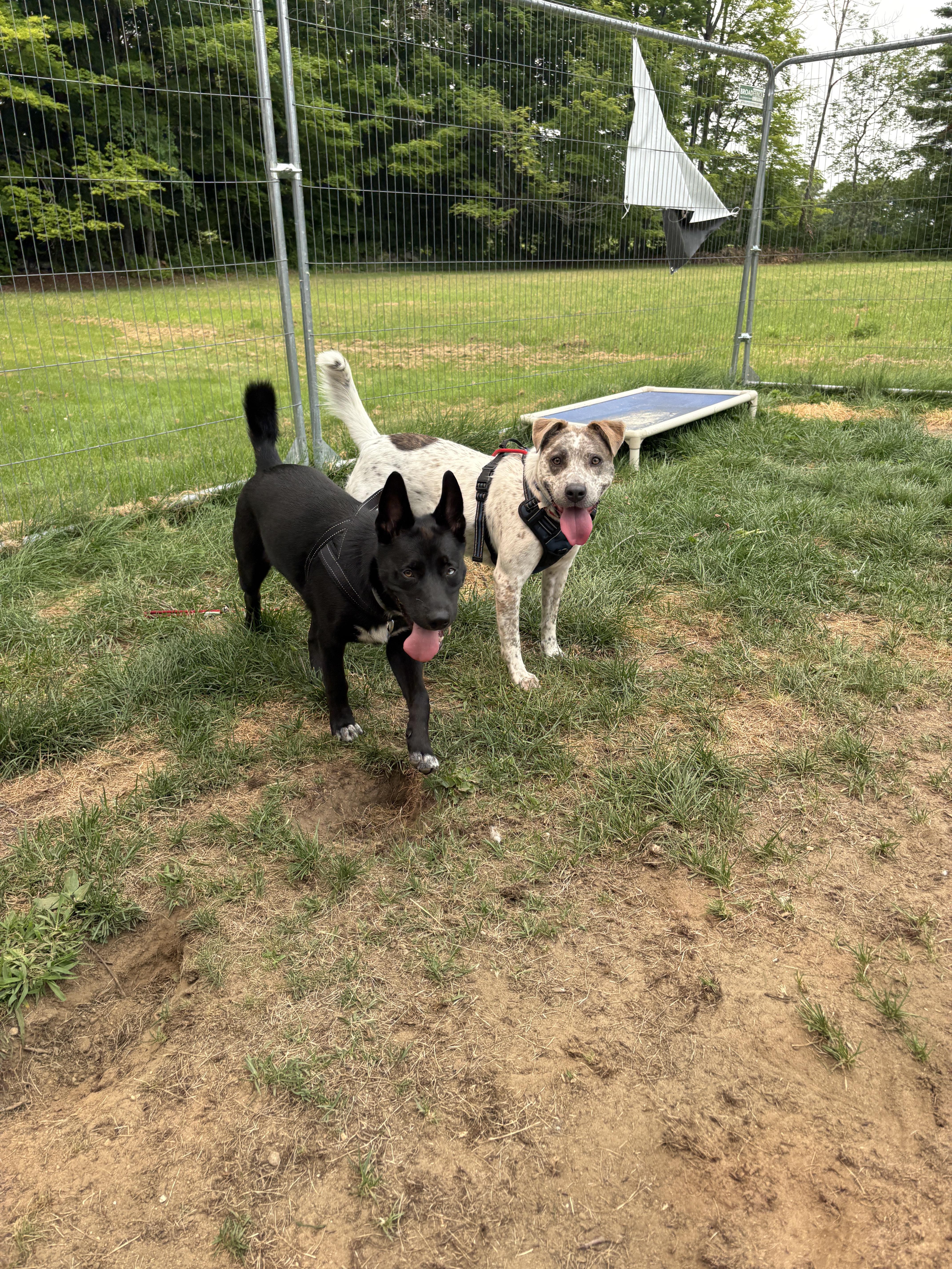 Enlarge Robyn, a ADOPTABLE mixed breed in New Boston, NH image 3/5
