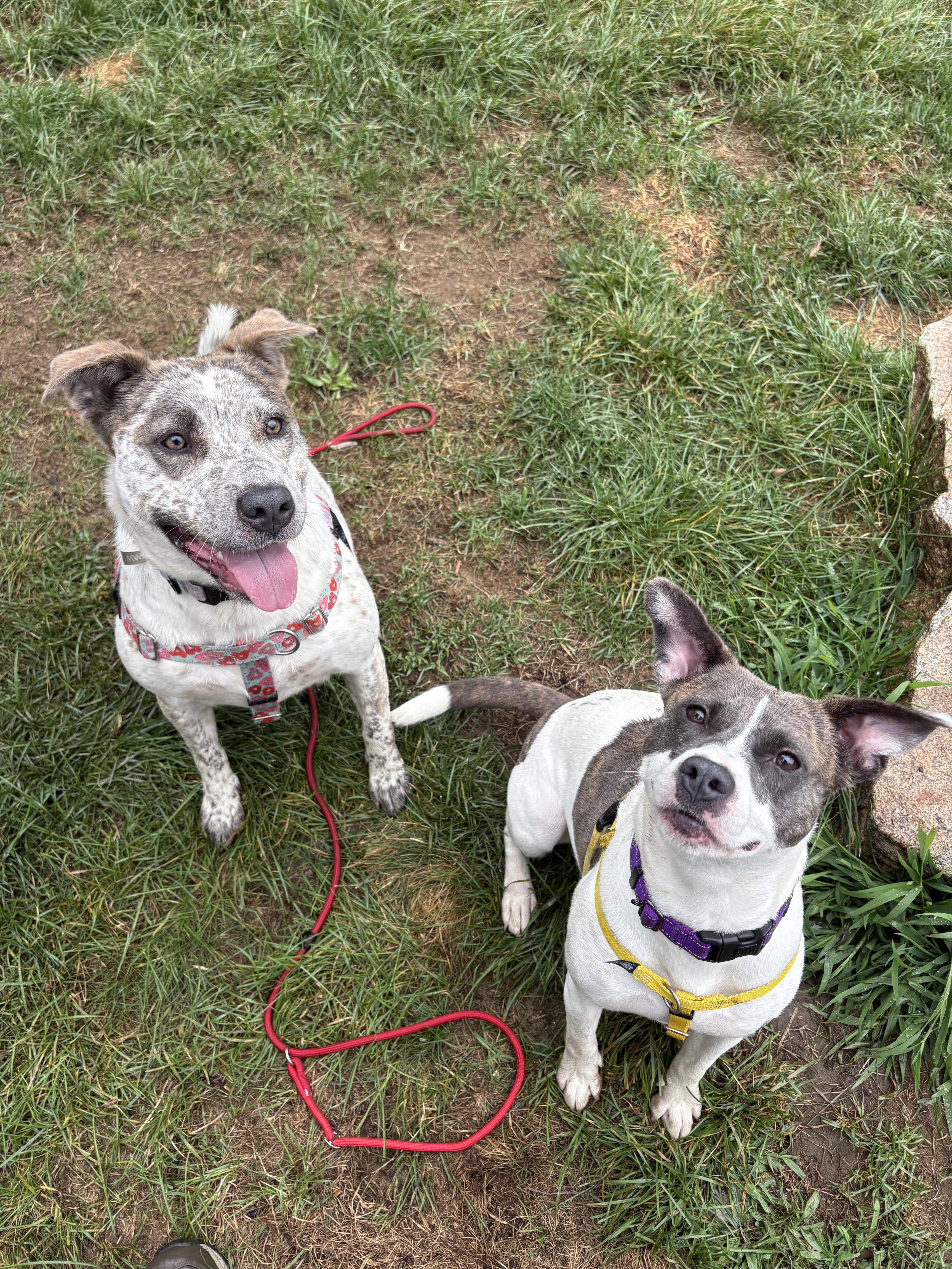 Enlarge Robyn, a ADOPTABLE mixed breed in New Boston, NH image 5/5