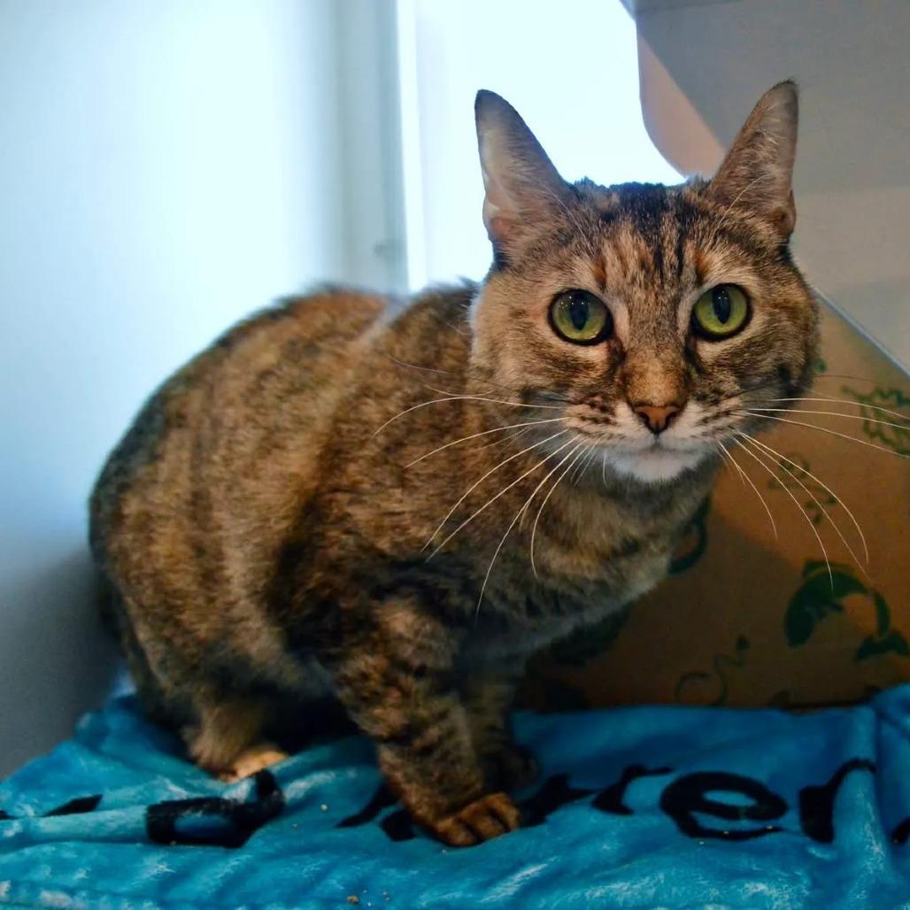 Misty, Adoptable, Adult Female Domestic Short Hair.