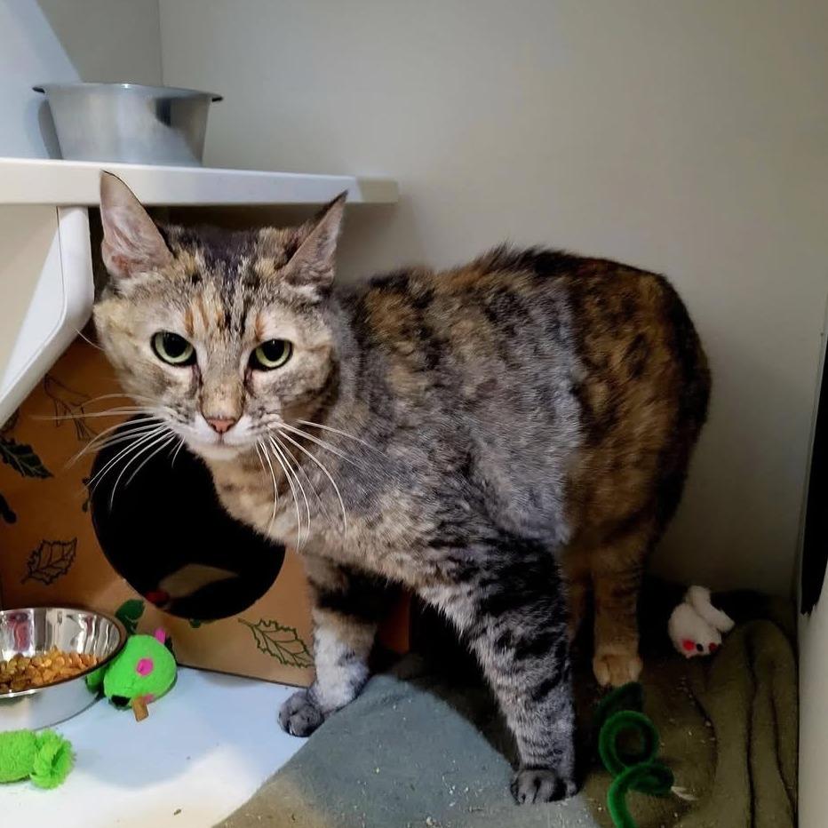Misty, a Adoptable Domestic Short Hair in Saint Charles, MO image 2/4