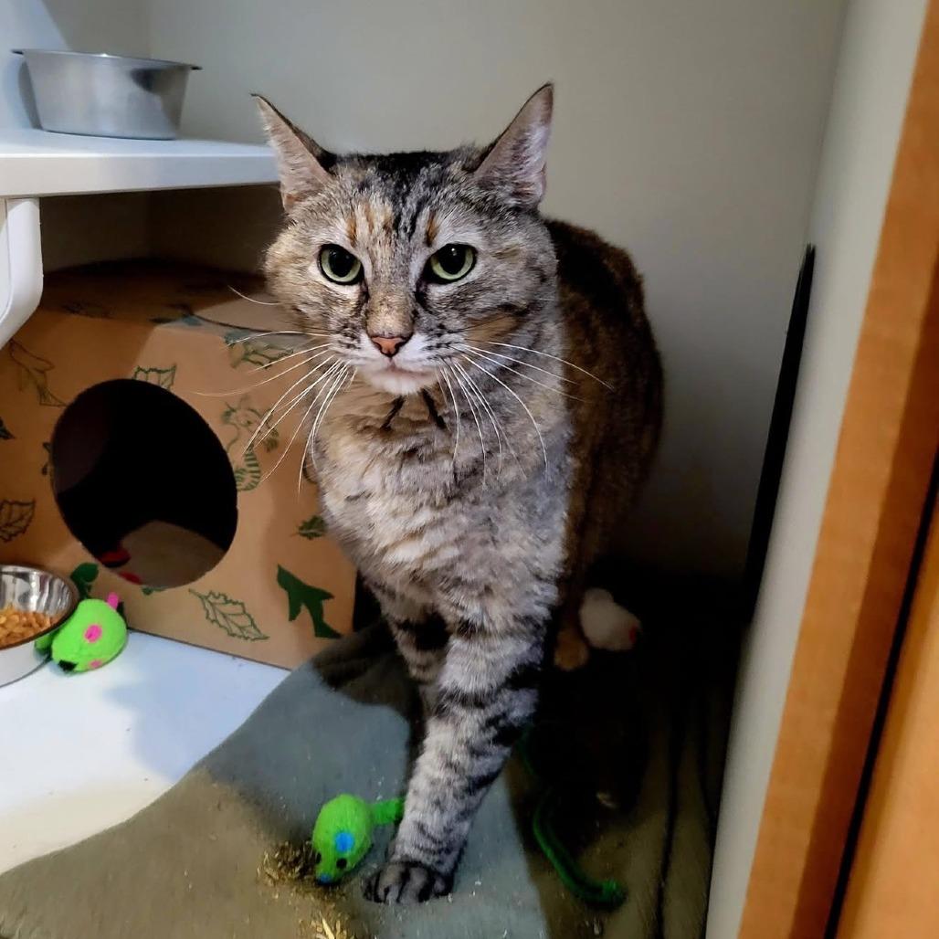 Misty, a Adoptable Domestic Short Hair in Saint Charles, MO image 3/4