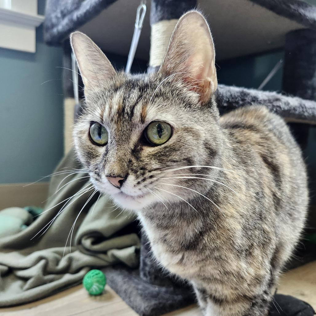 Misty, a Adoptable Domestic Short Hair in Saint Charles, MO image 4/4
