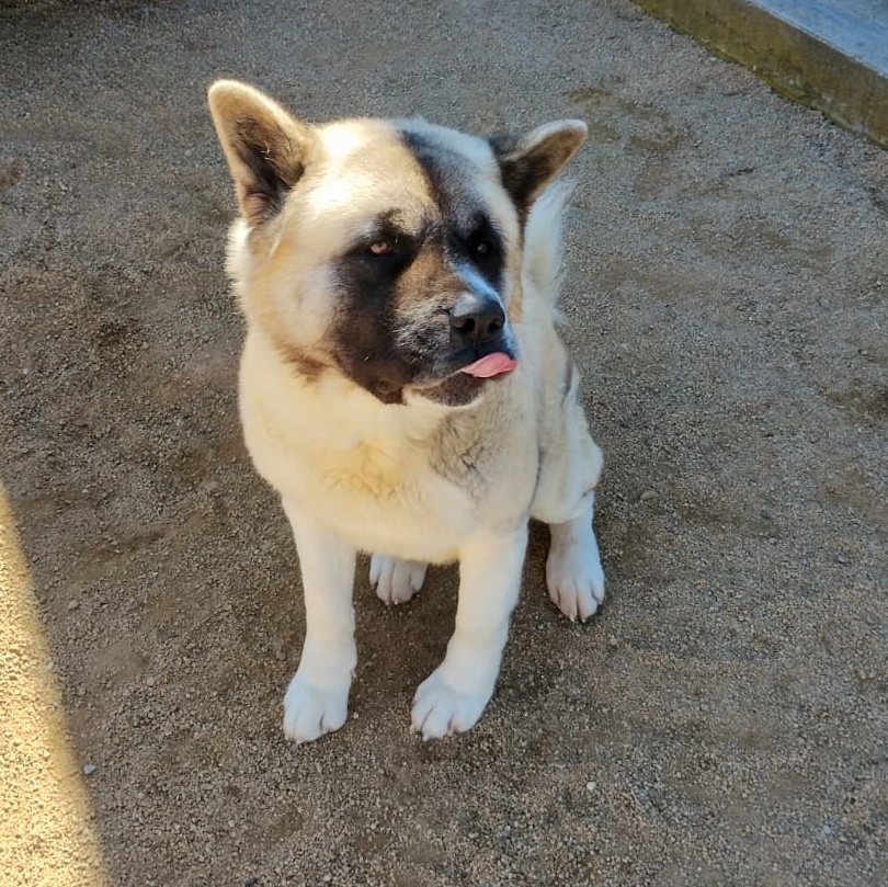 Dog for adoption Okami, an Akita in Encinitas, CA Petfinder