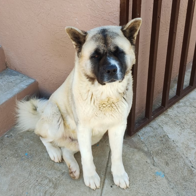 Dog for adoption Okami, an Akita in Encinitas, CA Petfinder