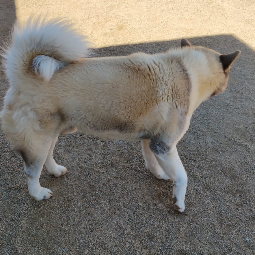 Dog for adoption Okami, an Akita in Encinitas, CA Petfinder