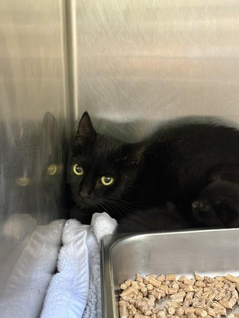 Enlarge Mummy, a Adoptable Domestic Short Hair in Providence Forge, VA image 1/1