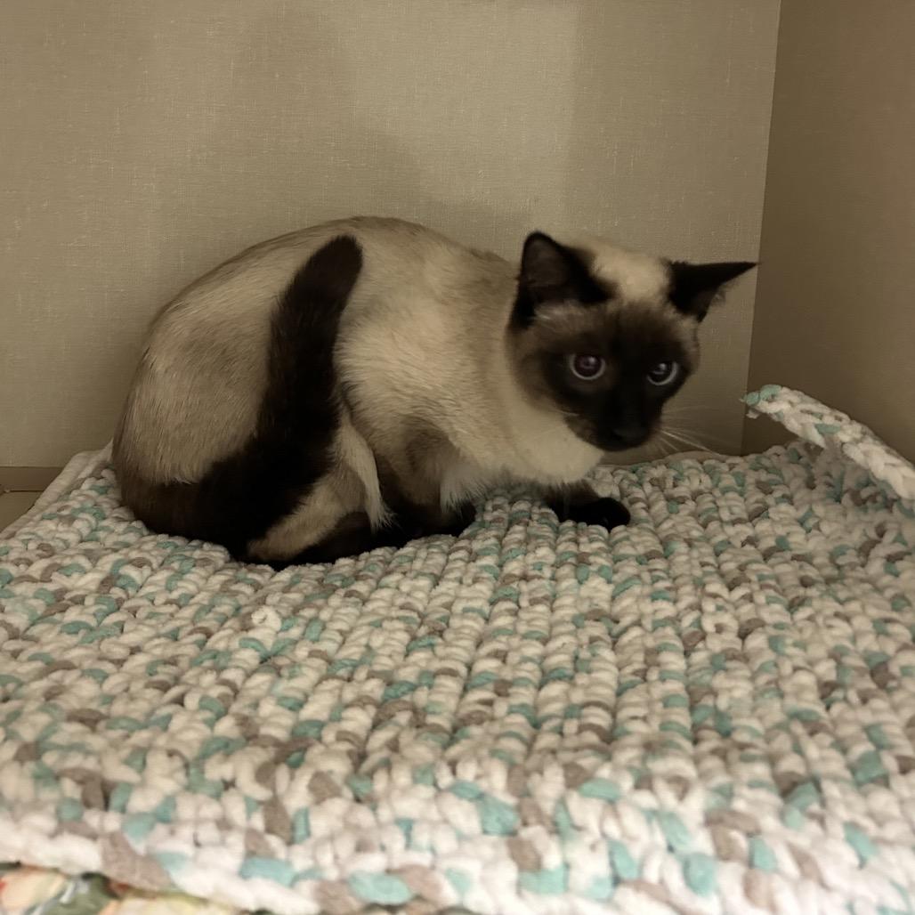 Minnie, Adoptable, Young Female Domestic Short Hair.