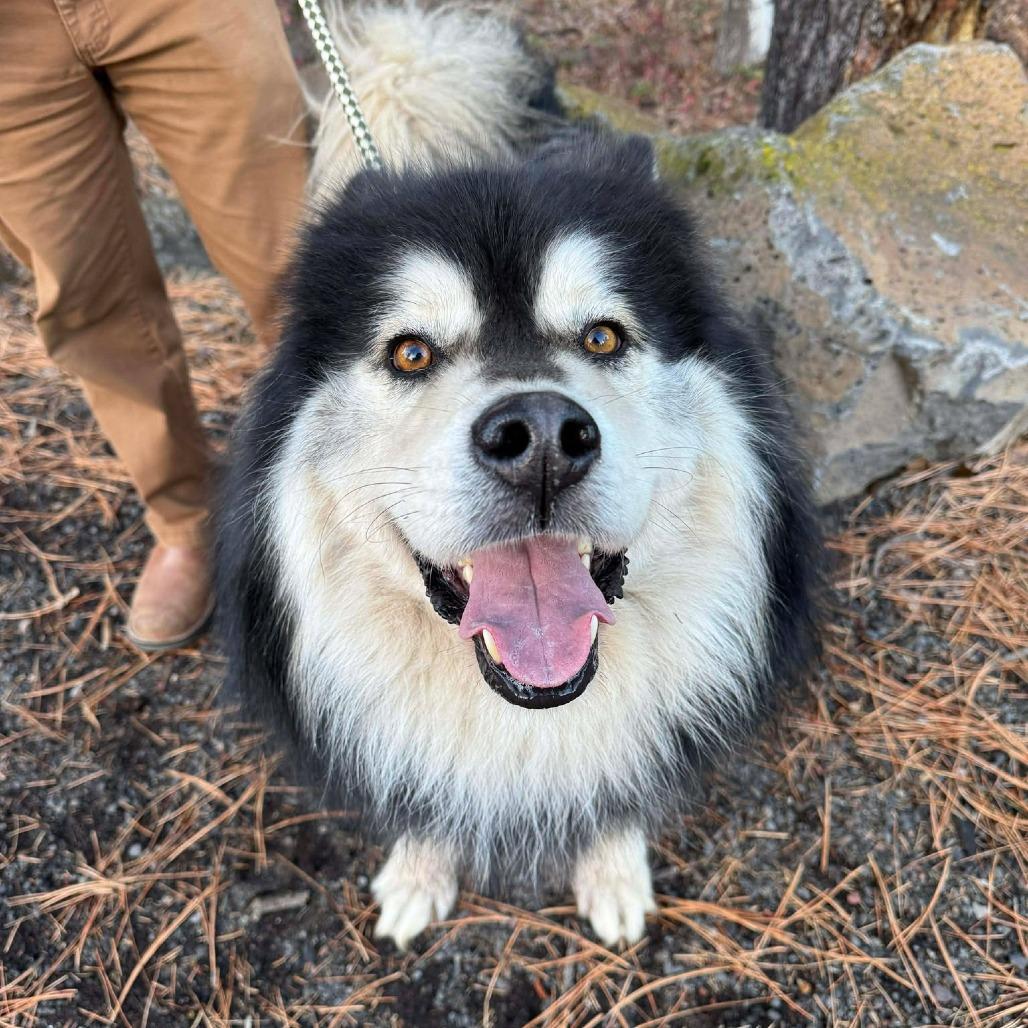 Lobo, Adoptable, Adult Male Siberian Husky & Mixed Breed.