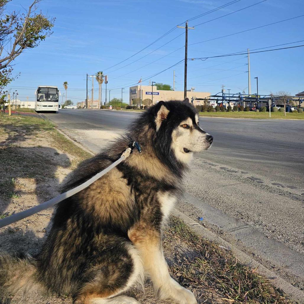Lobo, Adoptable, Adult Male Siberian Husky & Mixed Breed.