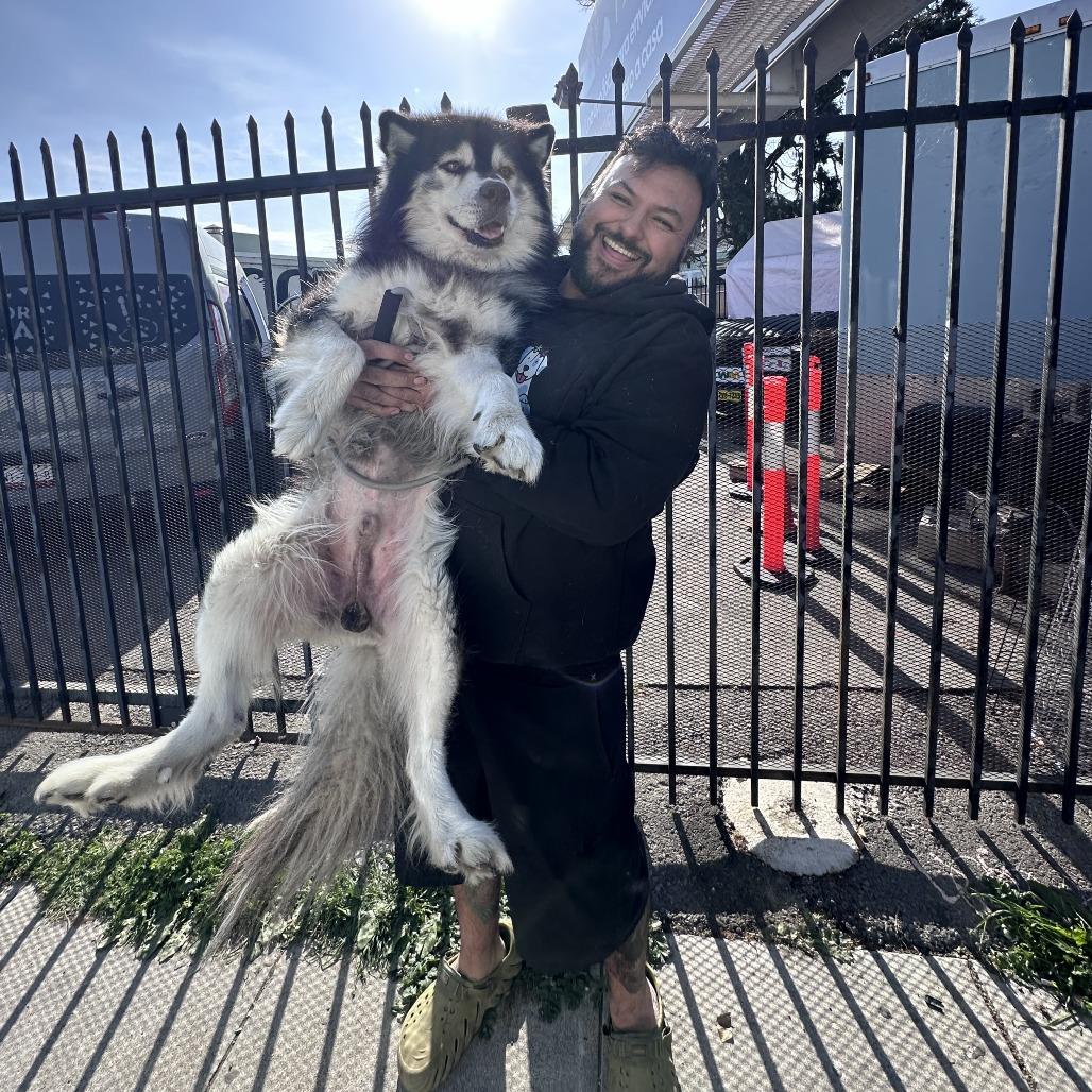 Enlarge Lobo, a Adoptable mixed breed in Bend, OR image 3/6