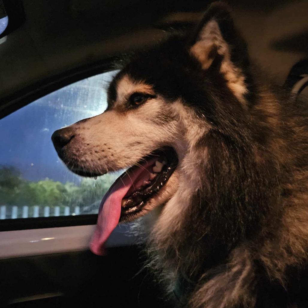 Enlarge Lobo, a Adoptable mixed breed in Bend, OR image 5/6