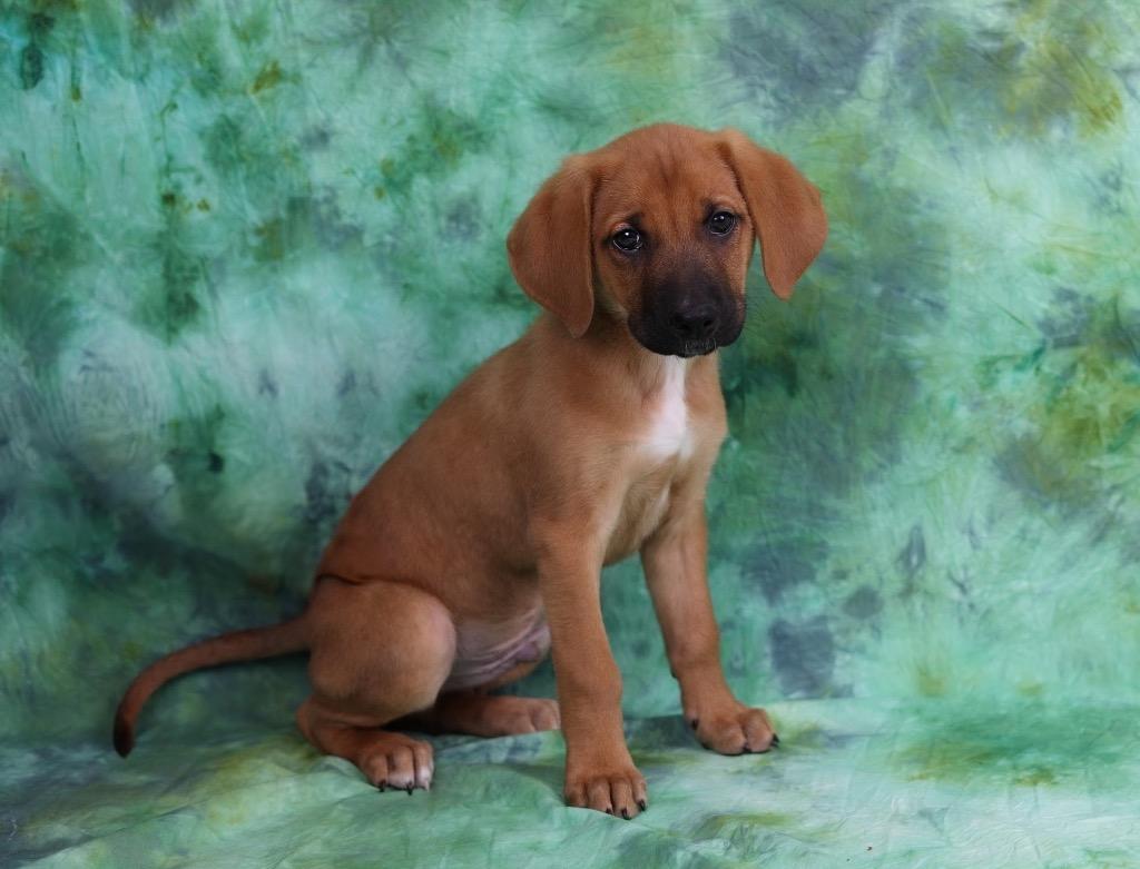 Enlarge Otis, an adopted mixed breed in Whitestown, IN image 1/1