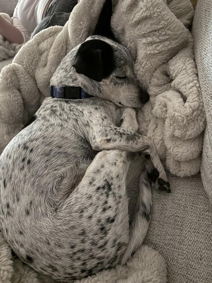 Enlarge Papi, a ADOPTABLE mixed breed in Scottsdale, AZ image 4/6