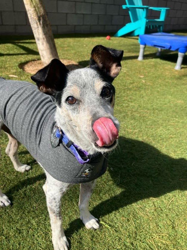 Enlarge Papi, a ADOPTABLE mixed breed in Scottsdale, AZ image 6/6