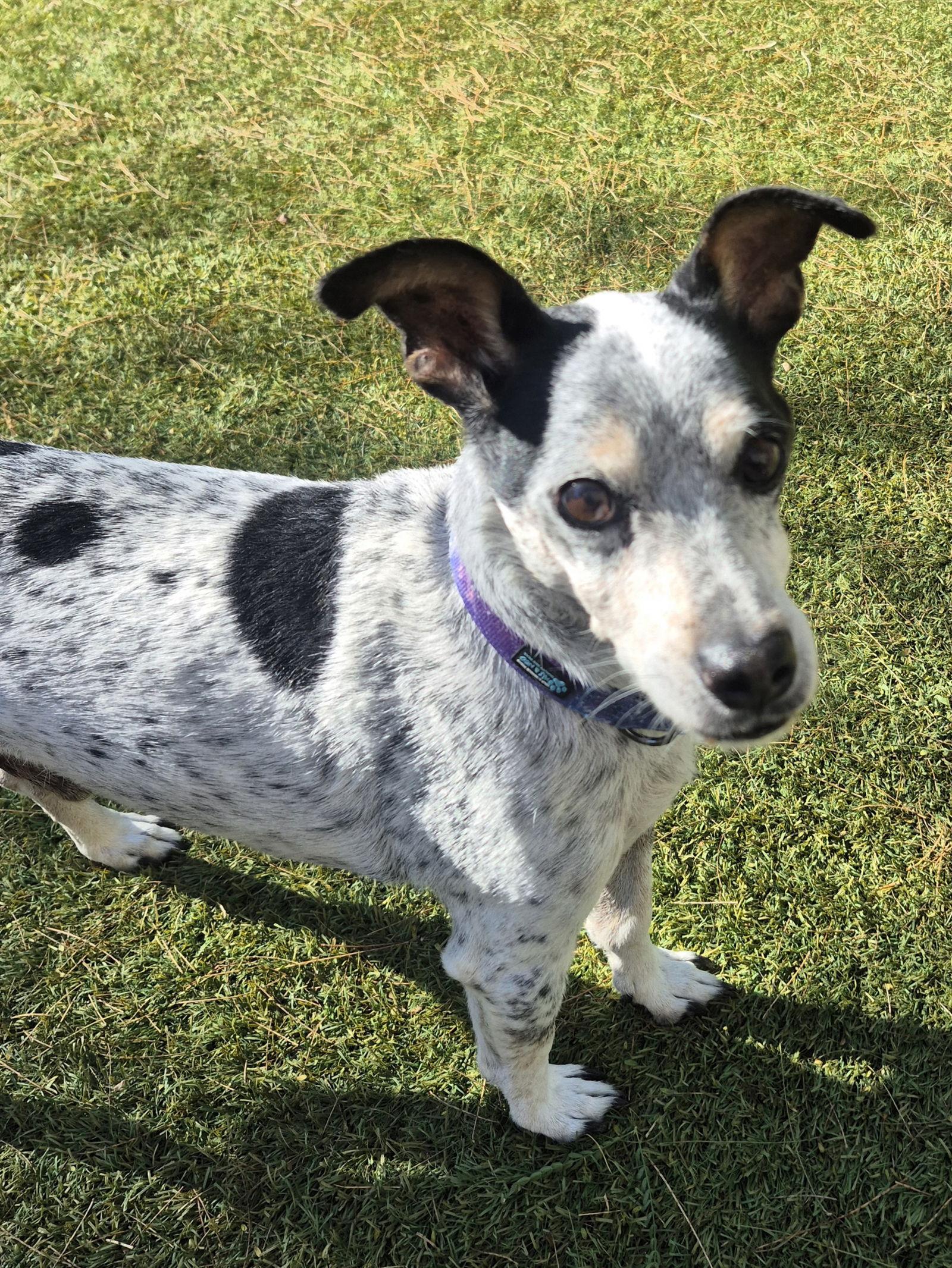 Enlarge Papi, a ADOPTABLE mixed breed in Scottsdale, AZ image 5/6