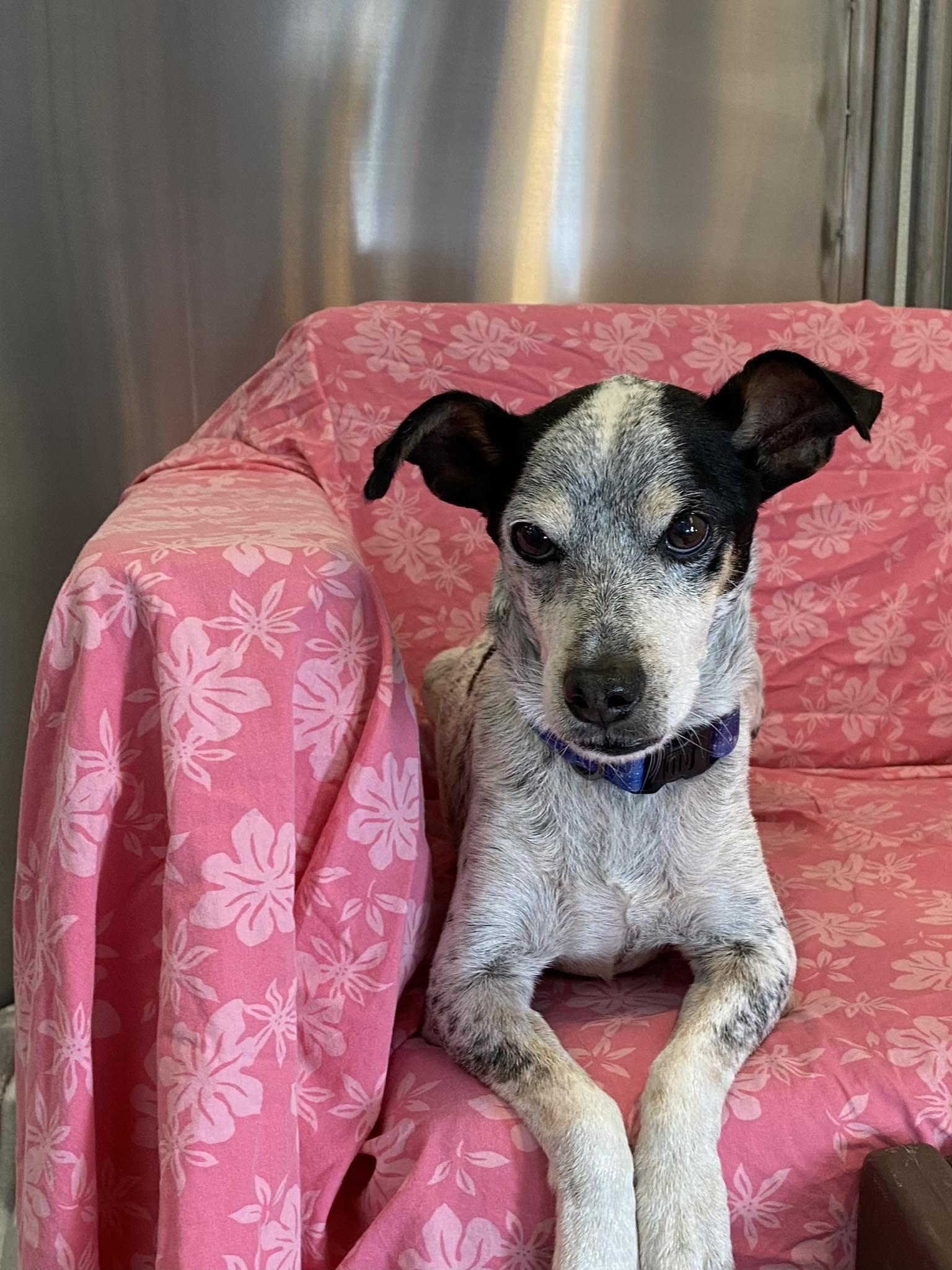 Enlarge Papi, a ADOPTABLE mixed breed in Scottsdale, AZ image 3/6