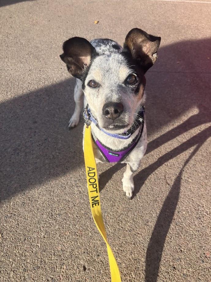 Enlarge Papi, a ADOPTABLE mixed breed in Scottsdale, AZ image 2/6