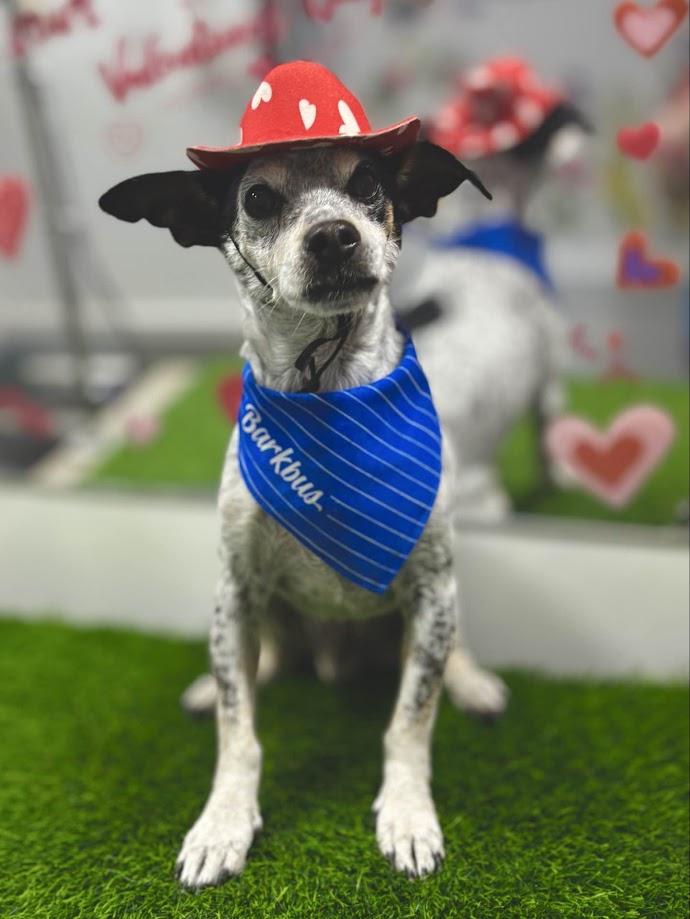 Enlarge Papi, a ADOPTABLE mixed breed in Scottsdale, AZ image 1/6