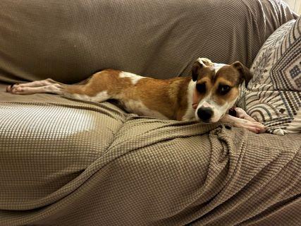 Enlarge Jazzy, a Adopted mixed breed in Schaumburg, IL image 5/5