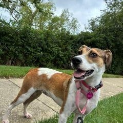 Enlarge Jazzy, a Adopted mixed breed in Schaumburg, IL image 2/5