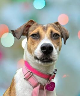 Jazzy, Adopted, Young Female Beagle.