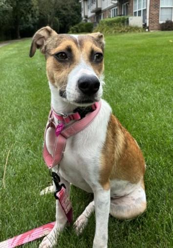 Enlarge Jazzy, a Adopted mixed breed in Schaumburg, IL image 3/5