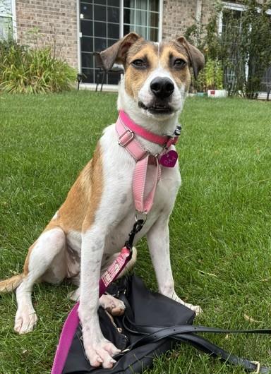 Enlarge Jazzy, a Adopted mixed breed in Schaumburg, IL image 4/5