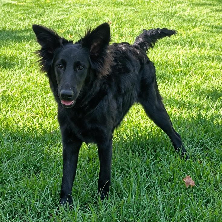 Chai, Adoptable, Young Male Mixed Breed & German Shepherd Dog.