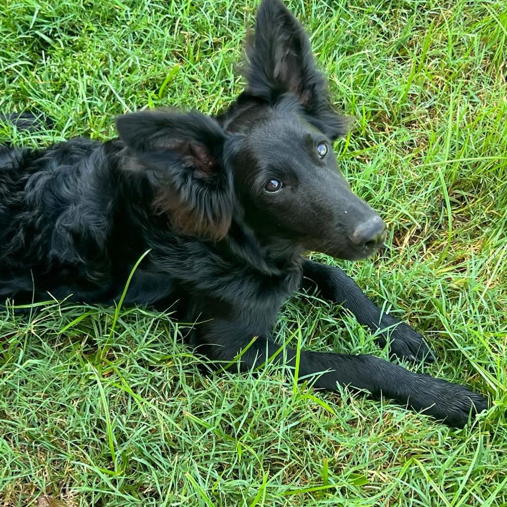 Enlarge Chai, a Adoptable mixed breed in Wichita, KS image 3/5