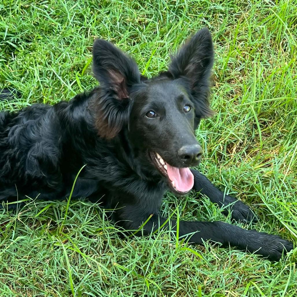 Enlarge Chai, a Adoptable mixed breed in Wichita, KS image 4/5