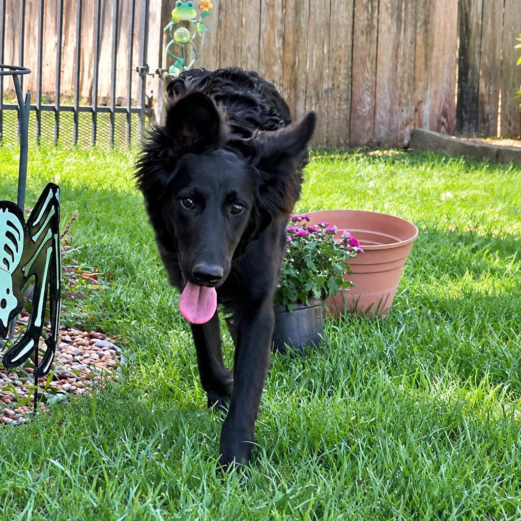 Enlarge Chai, a Adoptable mixed breed in Wichita, KS image 5/5