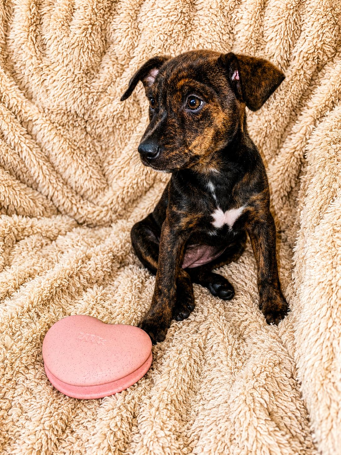 Jenna Jameson, a ADOPTABLE Mixed Breed in Kenosha, WI image 1/3