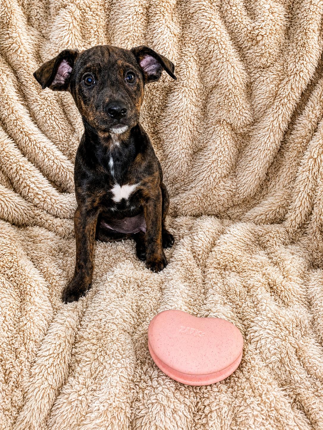 Jenna Jameson, a ADOPTABLE Mixed Breed in Kenosha, WI image 3/3
