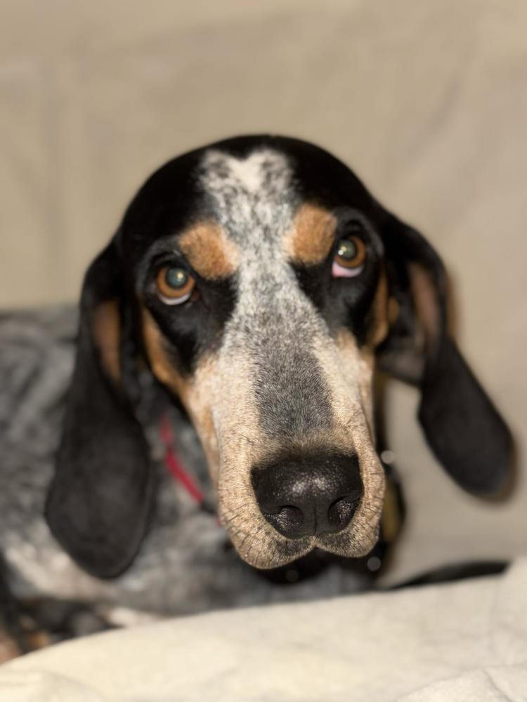 Jolene, Adoptable, Adult Female Bluetick Coonhound.