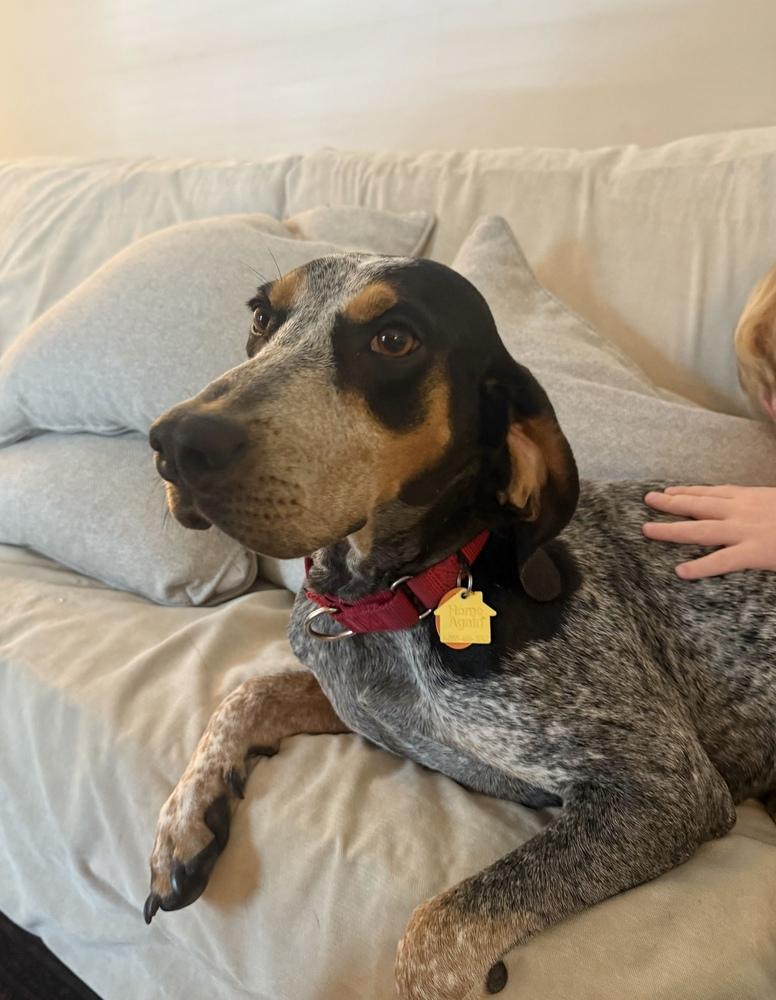 Enlarge Jolene, a Adoptable Bluetick Coonhound in Charleston, SC image 2/6