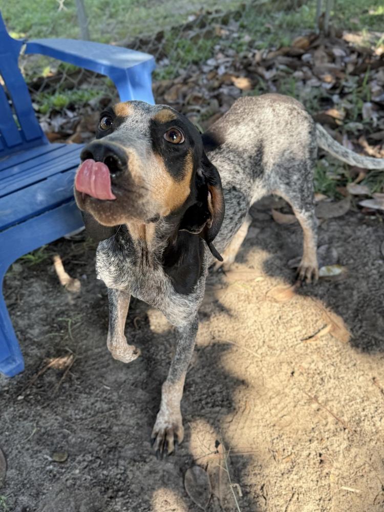Enlarge Jolene, a Adoptable Bluetick Coonhound in Charleston, SC image 3/6