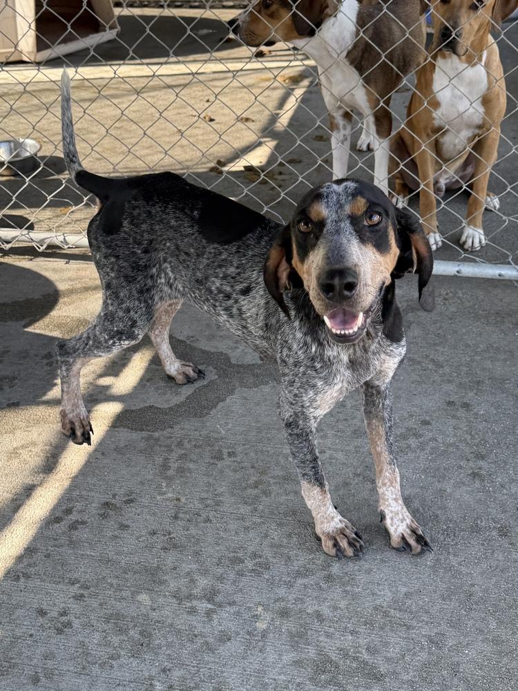 Enlarge Jolene, a Adoptable Bluetick Coonhound in Charleston, SC image 4/6