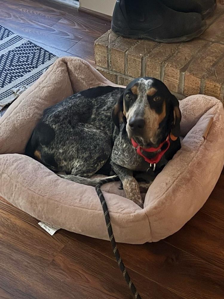 Enlarge Jolene, a Adoptable Bluetick Coonhound in Charleston, SC image 5/6