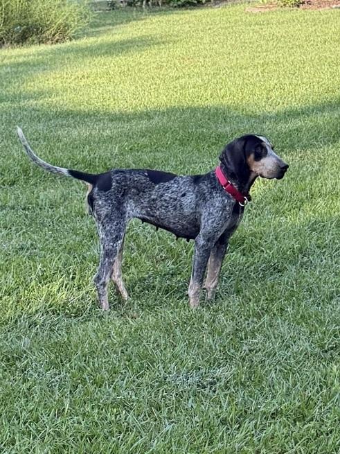 Enlarge Jolene, a Adoptable Bluetick Coonhound in Charleston, SC image 6/6