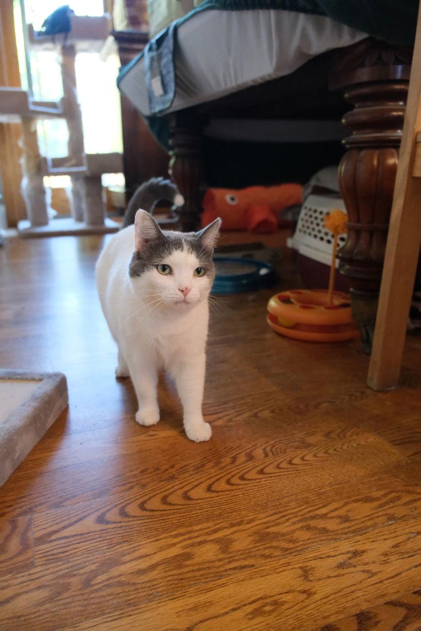 Willow - Sponsored by Andrea D. (Walli), a Adoptable Domestic Short Hair in Markham, ON image 1/6