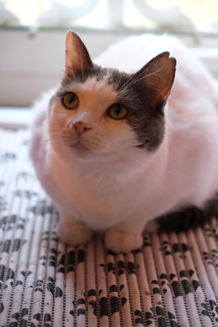 Willow - Sponsored by Andrea D. (Walli), a Adoptable Domestic Short Hair in Markham, ON image 3/6